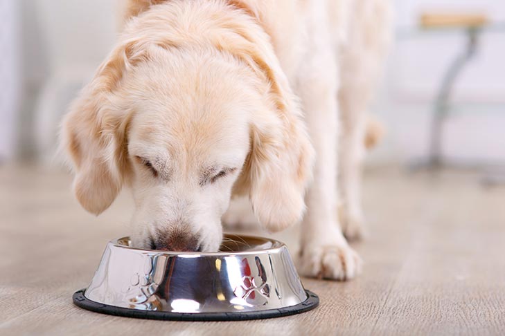 Is NAC Safe for Dogs?