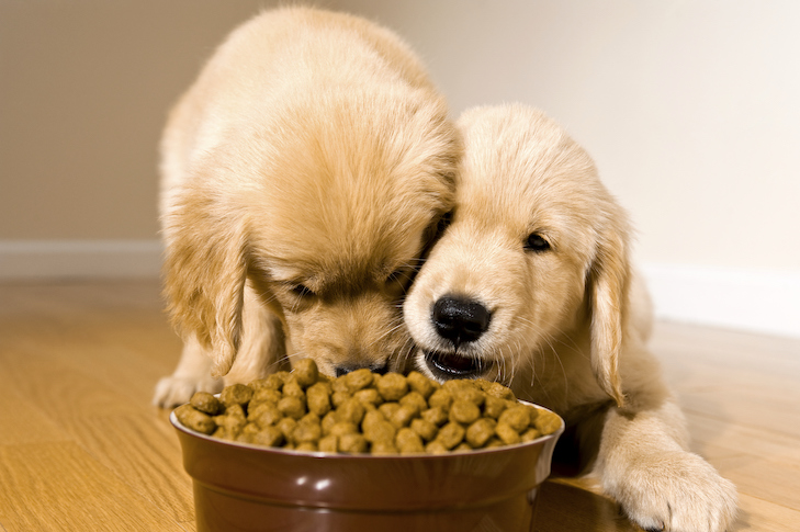 Can NAC Help with My Dog's Allergies?