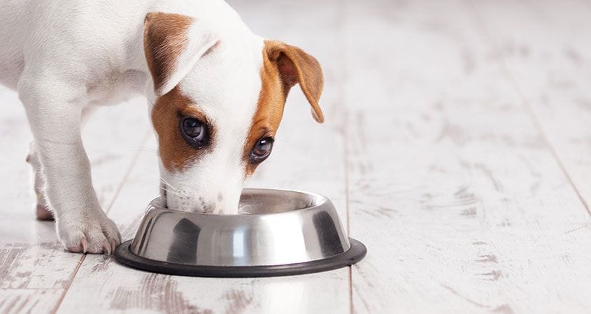 thyme for dogs