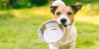 Best Raw Dog Food Patties Brands