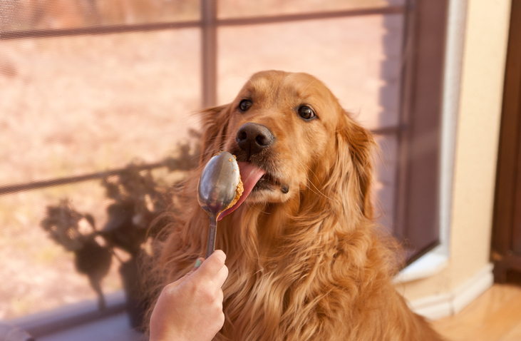 Benefits of the Dog Barf Diet