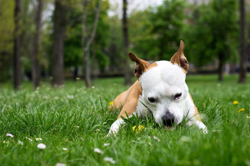 thyme for dogs