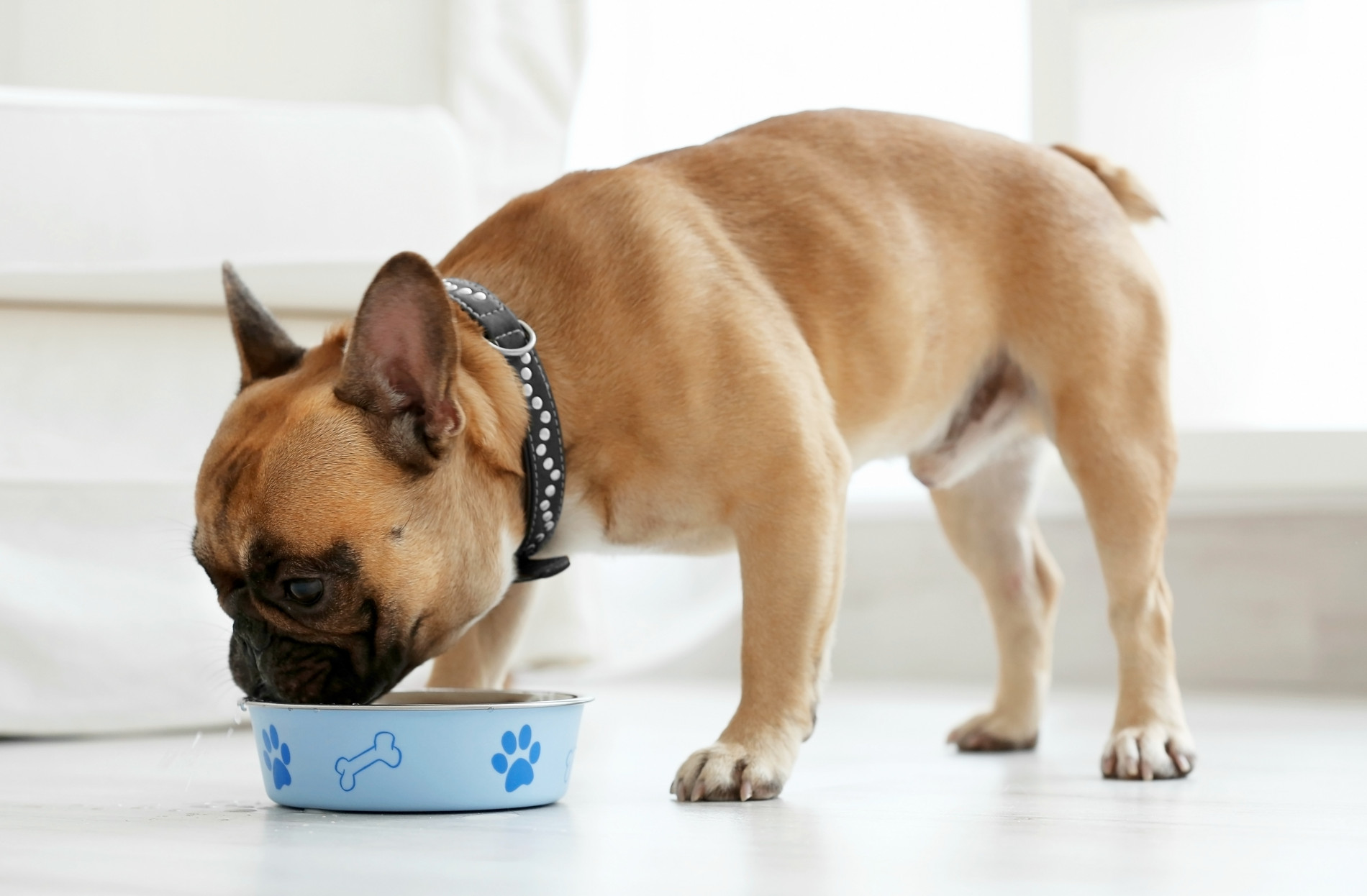 Does Free Feeding Impact a Dog's Training?