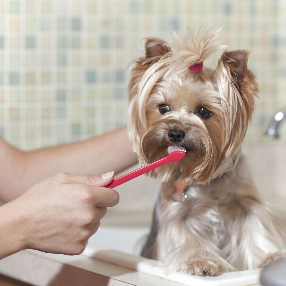 Are there any risks or side effects of feeding raw dog food?