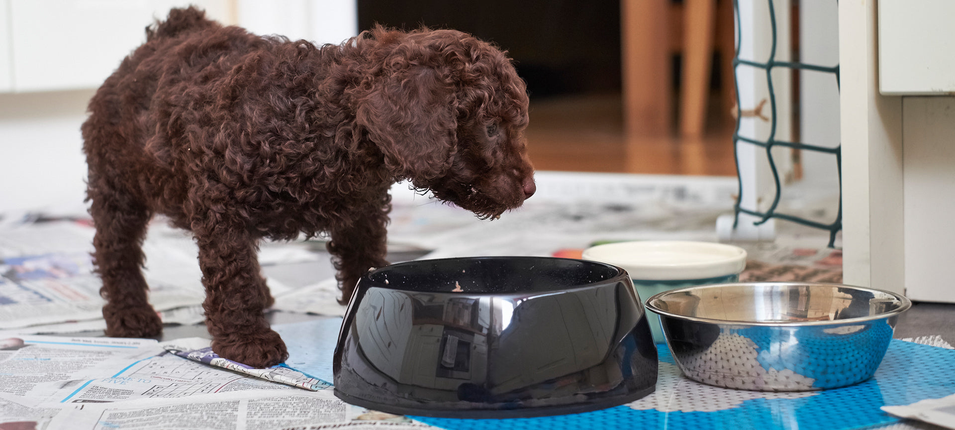 What Are the Behavioral Issues Associated with Free Feeding?