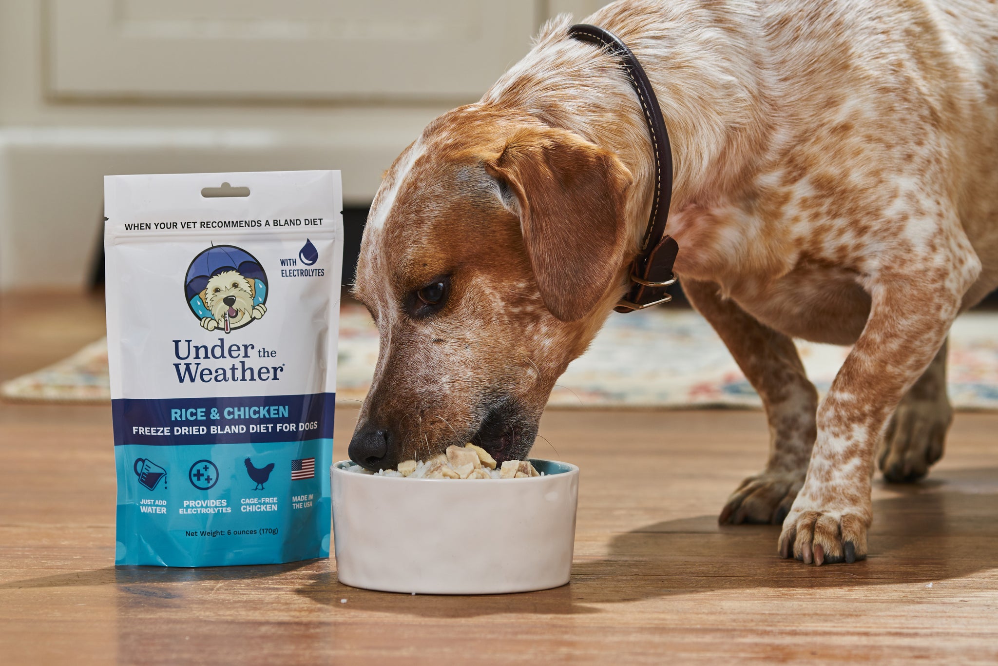 Can Free Feeding Cause Digestive Issues in Dogs?