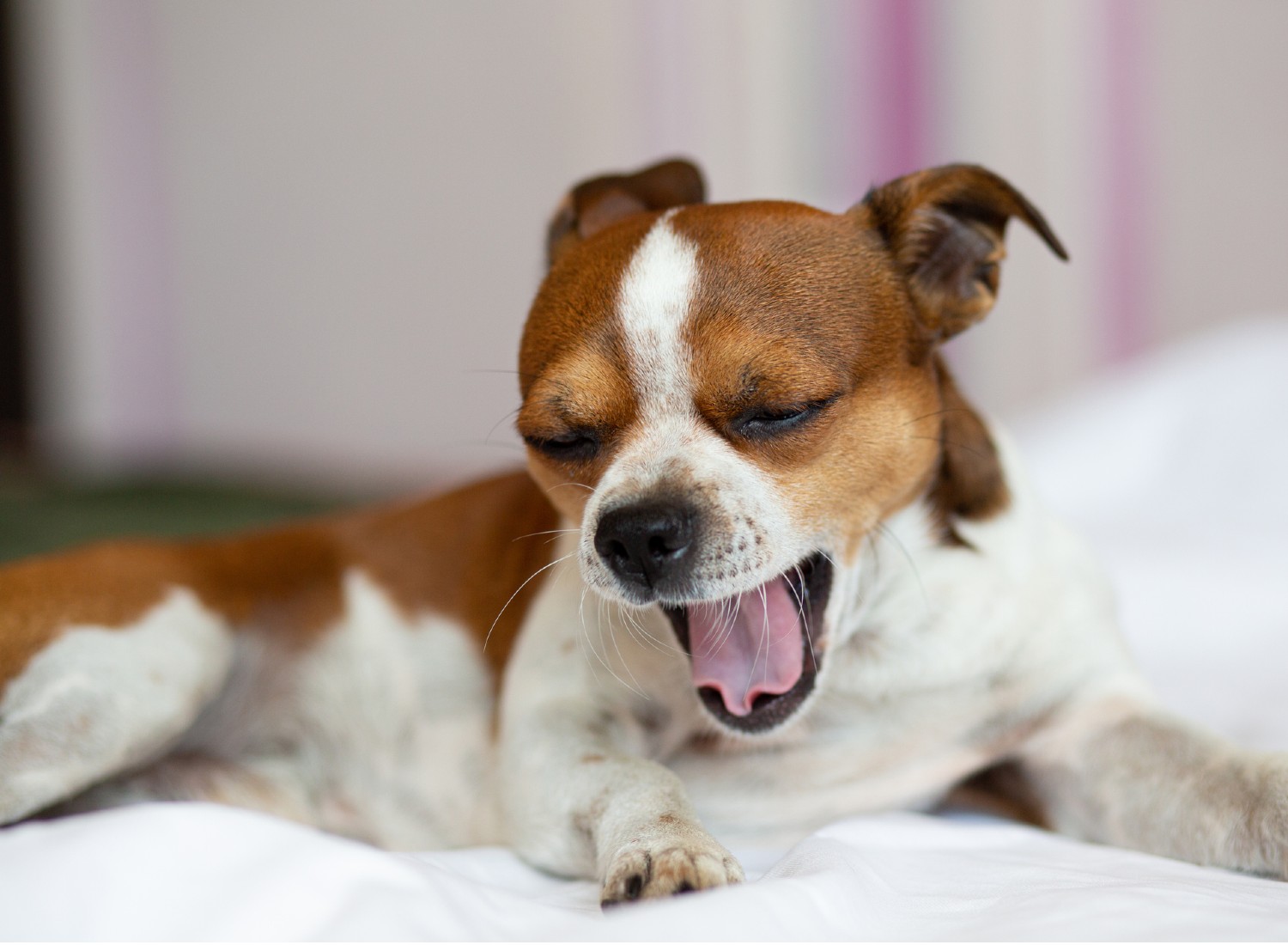 What are the benefits of feeding raw dog food?