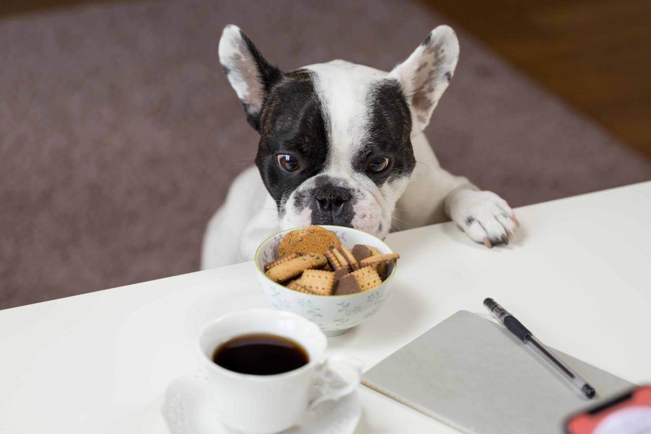 Free Feed Your Dog