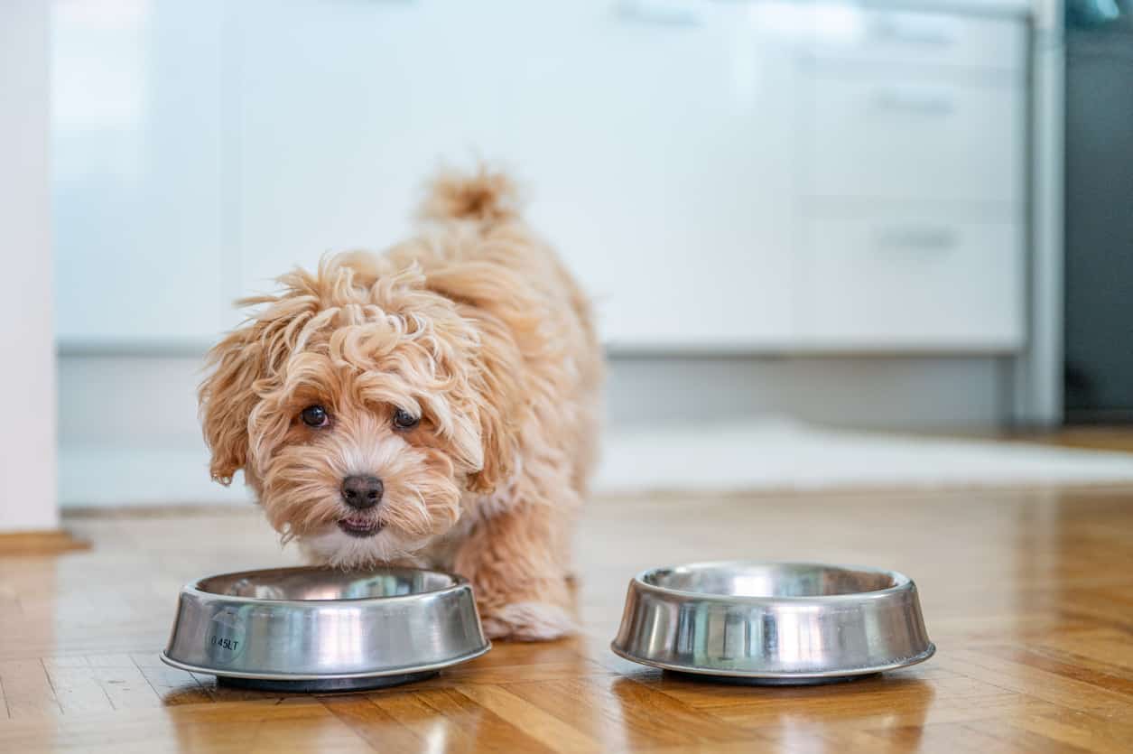 How Does Free Feeding Affect a Dog's Health?