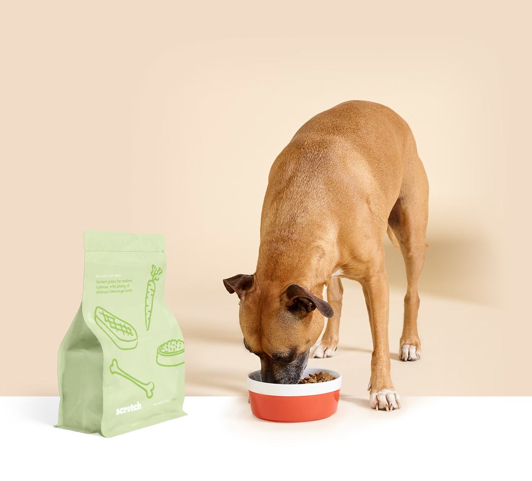 Lamb Dog Food: A Perfect Fit