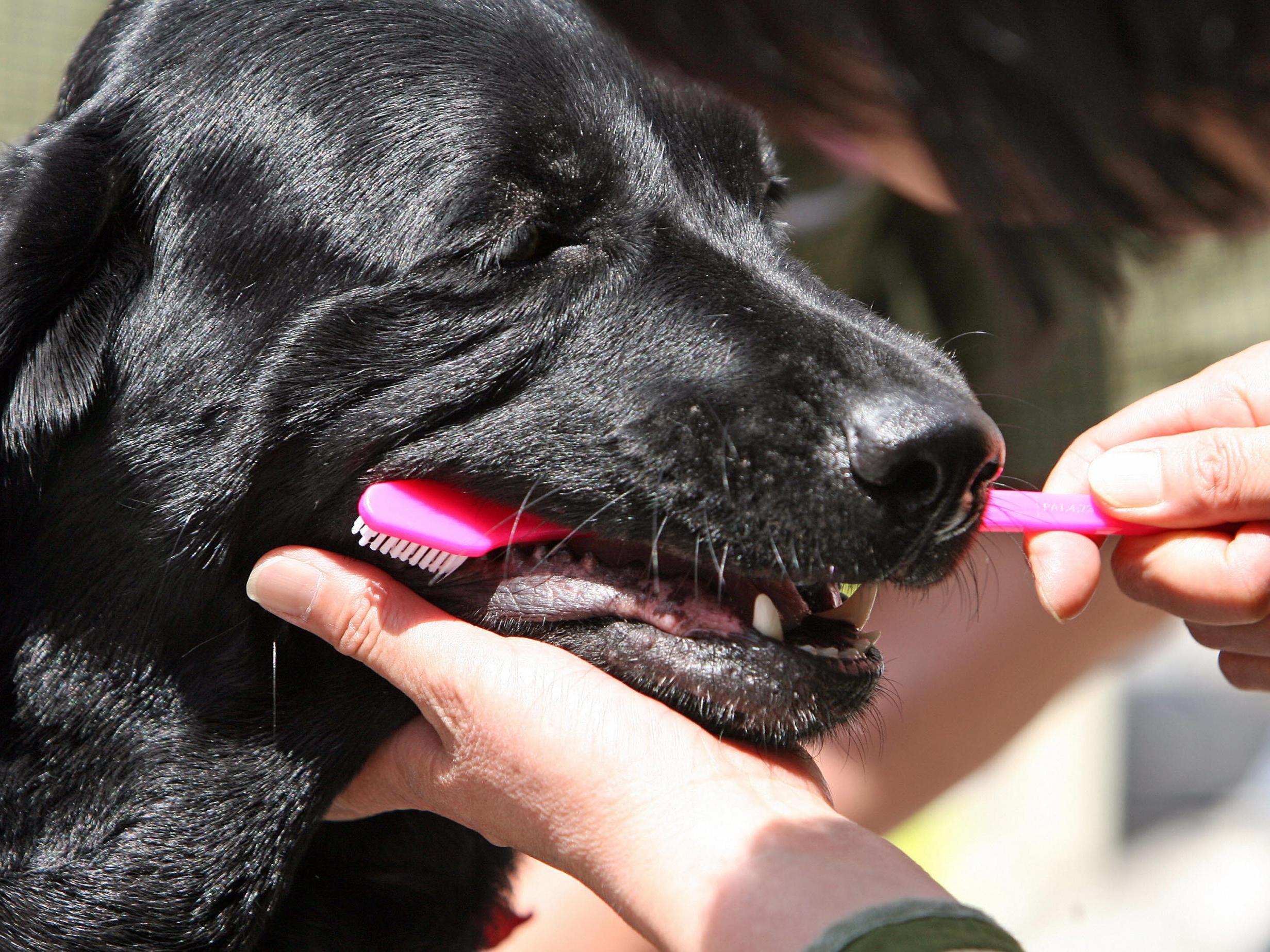 Does Raw Dog Food Cause Bad Breath?