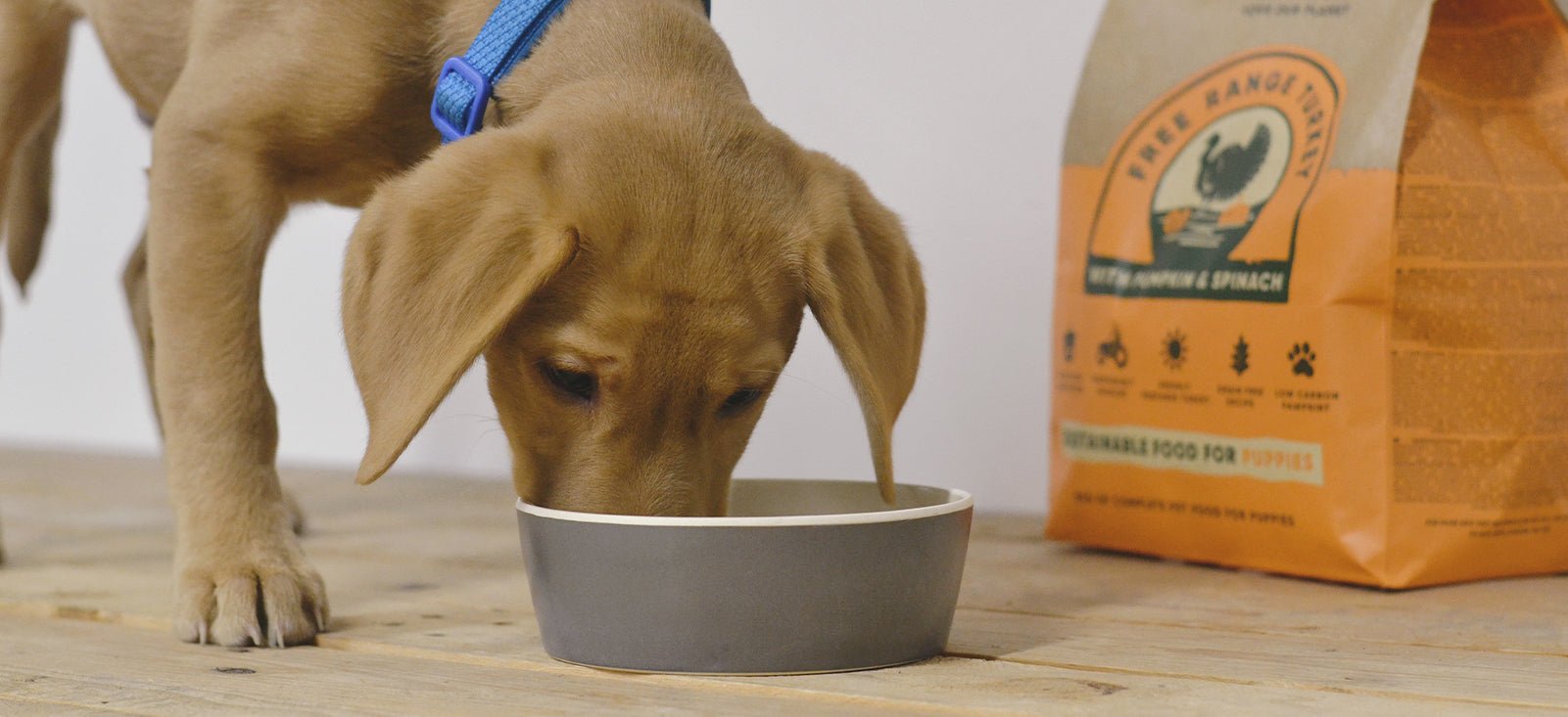 Can Free Feeding Lead to Obesity in Dogs?