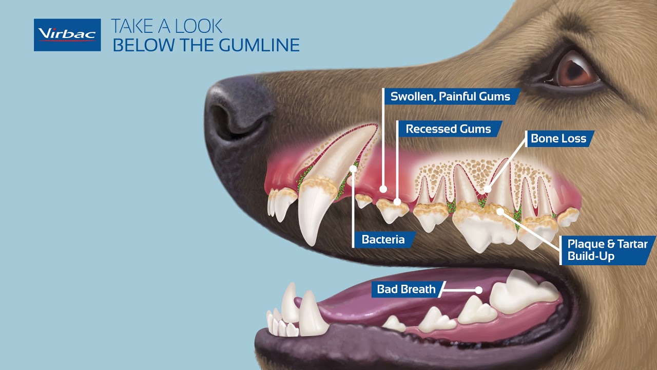 Is raw dog food safe for all dogs?