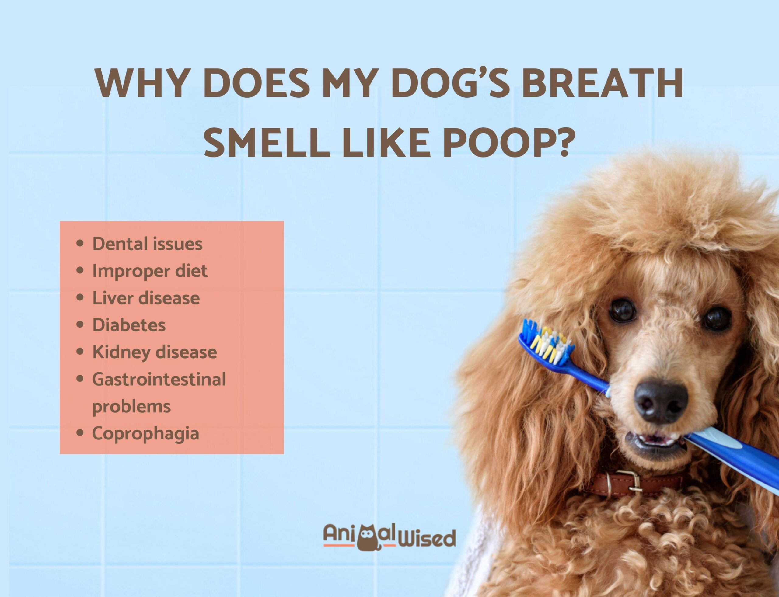 How should raw dog food be prepared and stored?