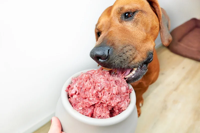 Raw Dog Food