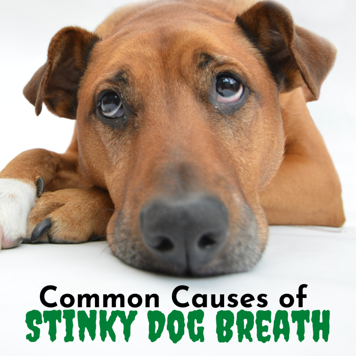 How Can You Combat Bad Breath in Dogs?