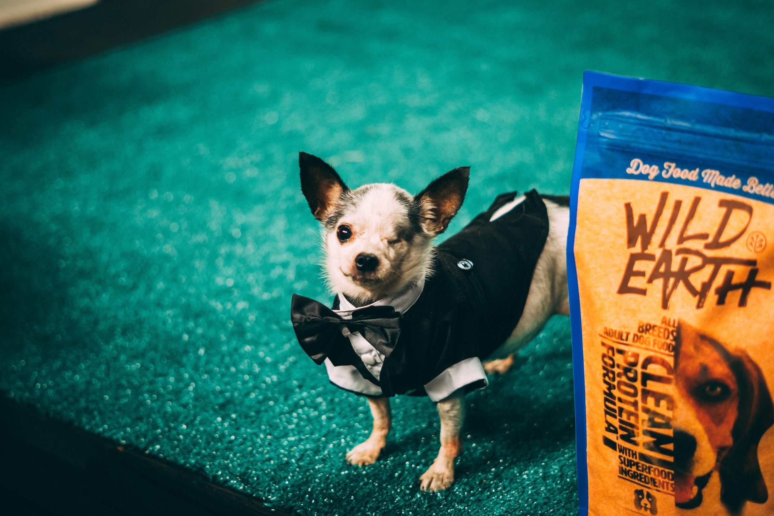 Transitioning Your Pet