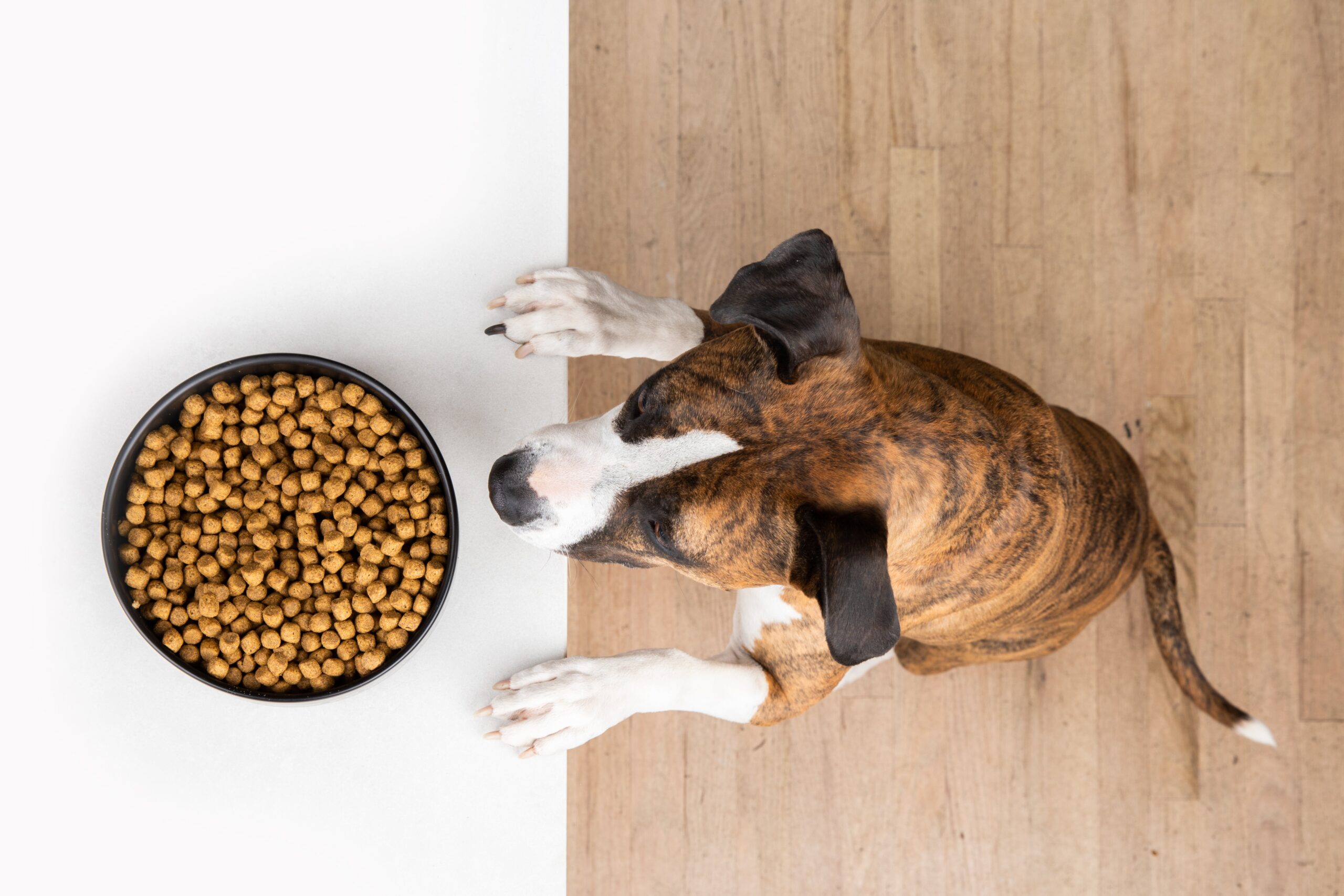 Different WildEarth Dog Food Choices