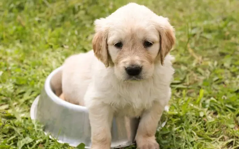 Can I Give Homemade Bone Broth to Puppies