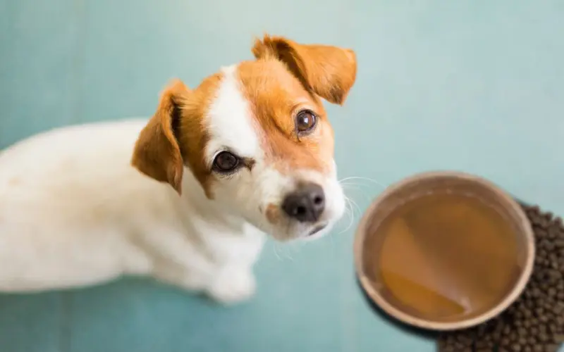 Can I Use Any Bone to Make Bone Broth