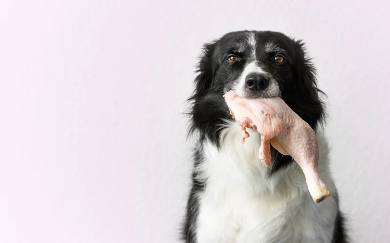 Is Raw Dog Food Safe for Dogs?