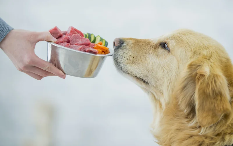 How Raw Dog Food Helps Dogs with Allergies