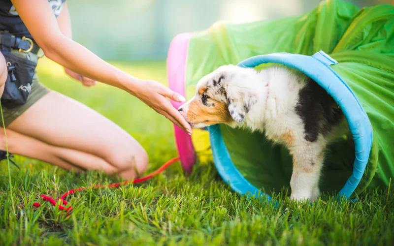 Puppy Socialization Tips