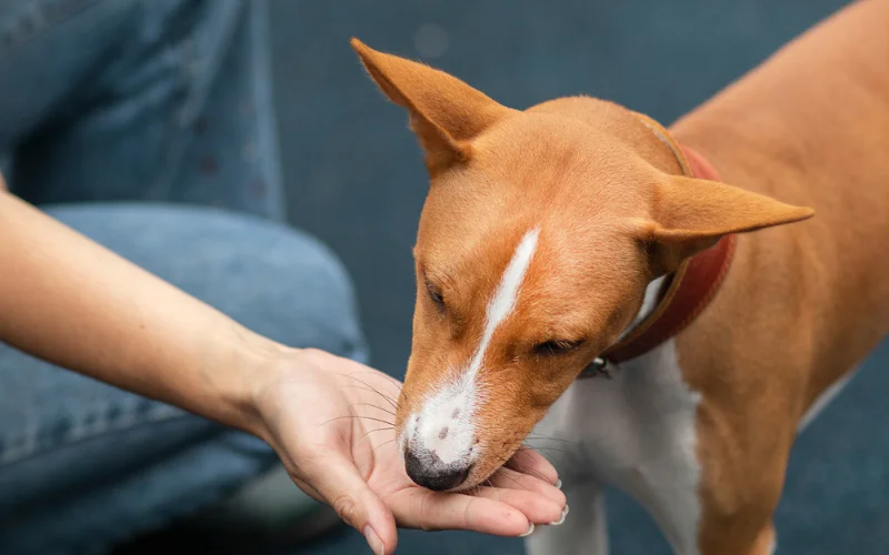 Healthy Dog Treats