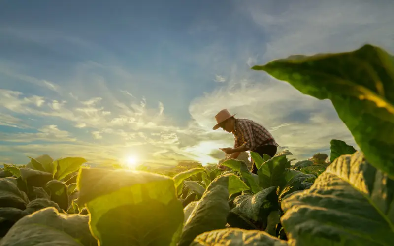 farming