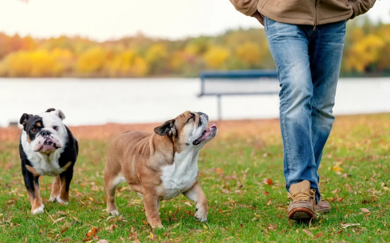 Can obesity be reversed in dogs?