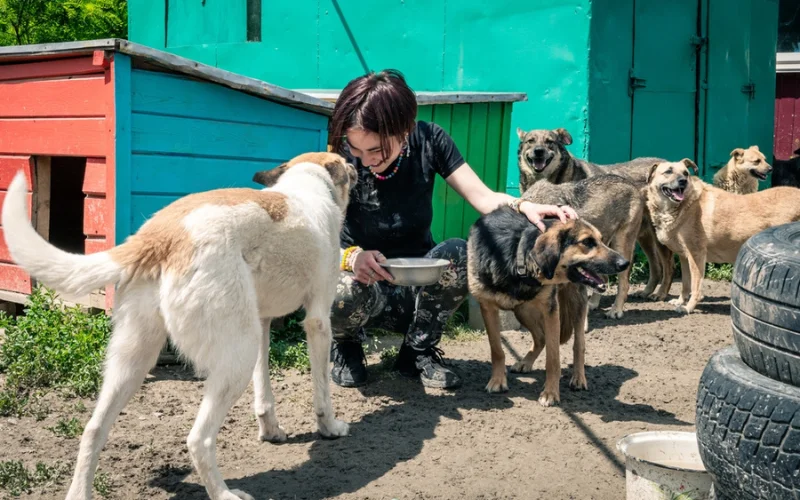 How to communicate your dog's dietary needs effectively