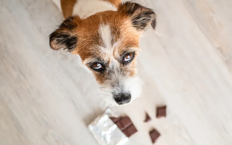 Is Sugar Bad for Dogs?
