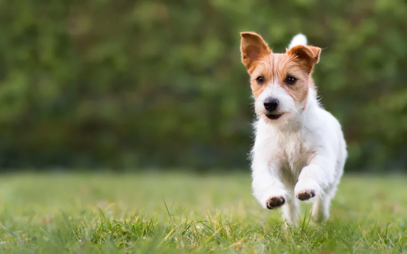 Small Breed Dog