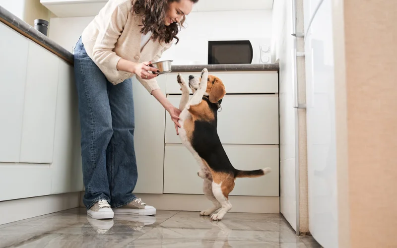 How to establish a feeding routine for your dog