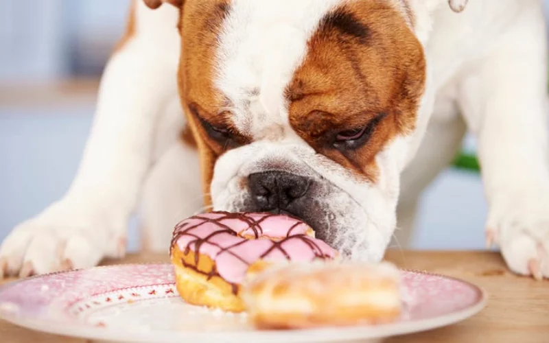 How Much Sugar Is in Dog Food?