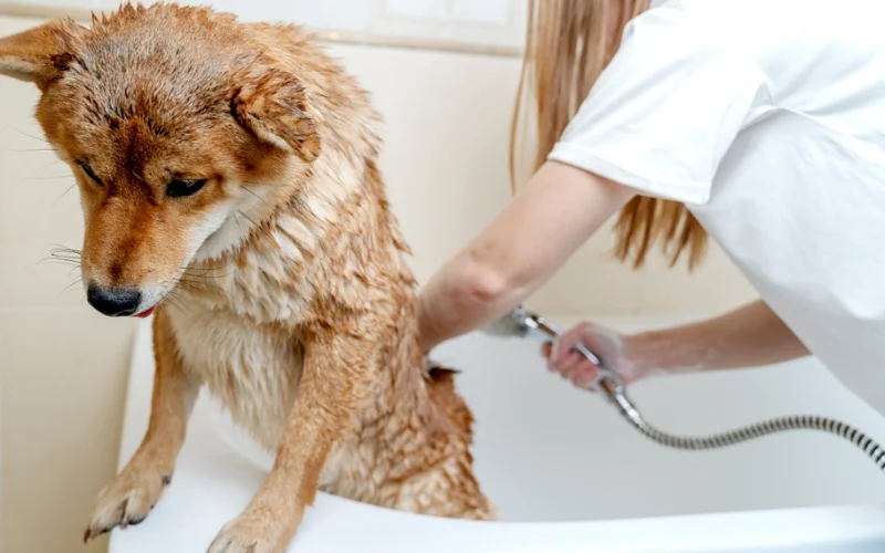 Bathe My Small Breed Dog