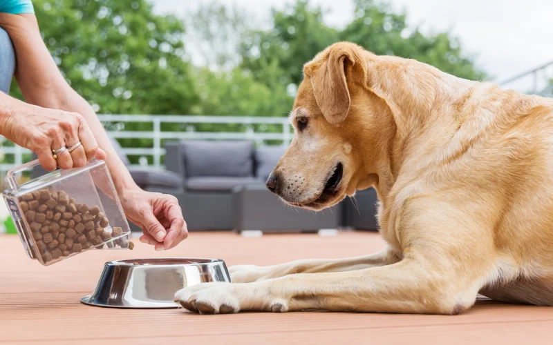 How to choose a trustworthy person to feed your dog