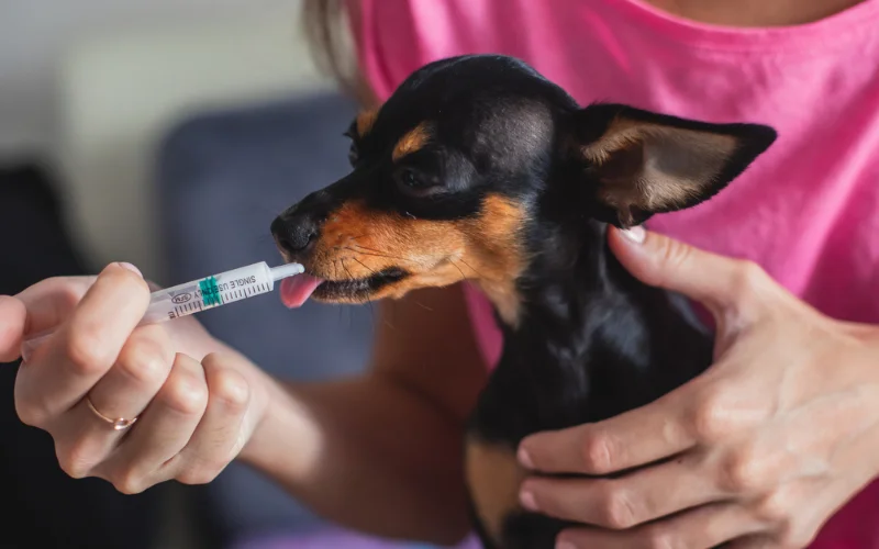 vacinating small breed dog
