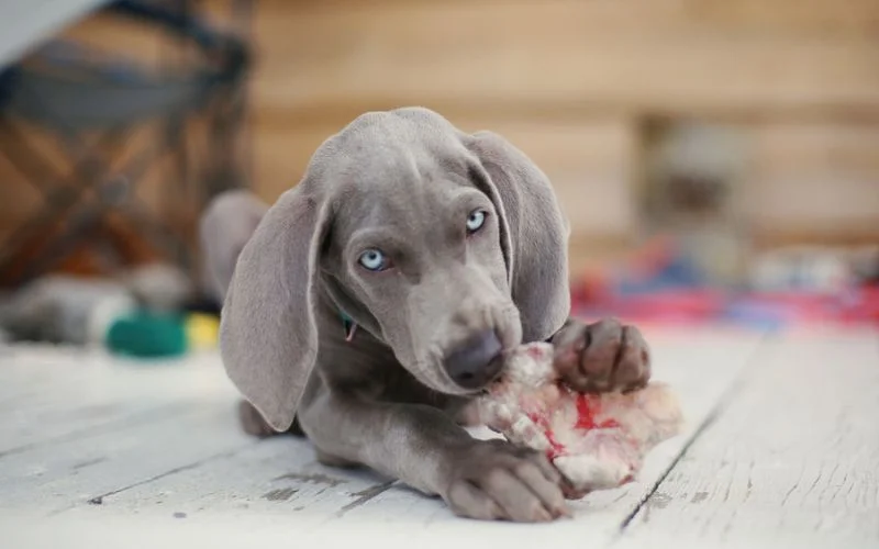 black dog