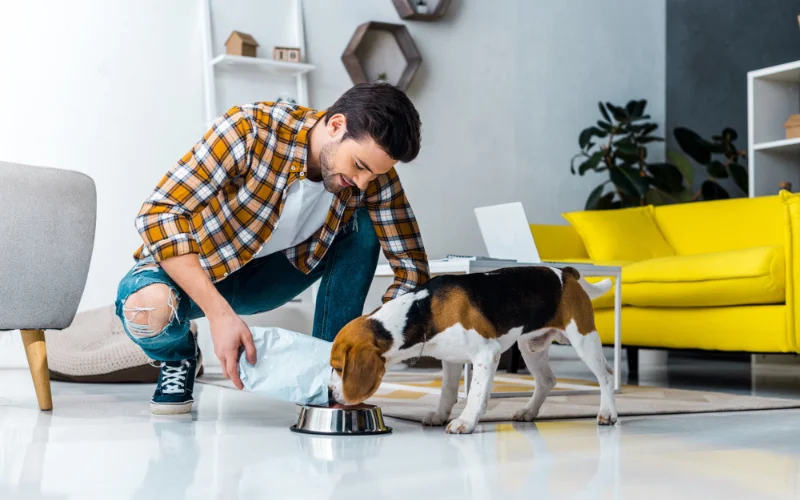 How to maintain open communication and trust with the person feeding your dog