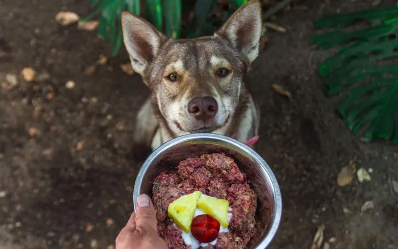 dog food