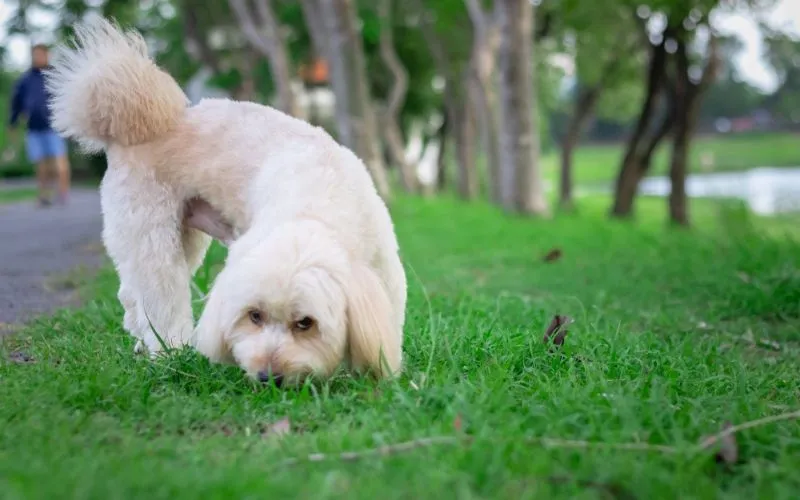 grass eating