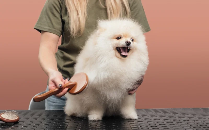 grooming to puppies