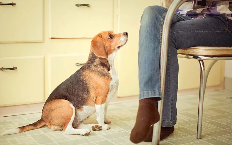 What Are the Effects of Sugar on Dogs?