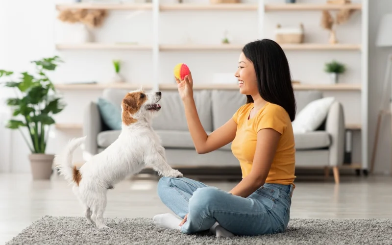 Teaching Commands to Puppies
