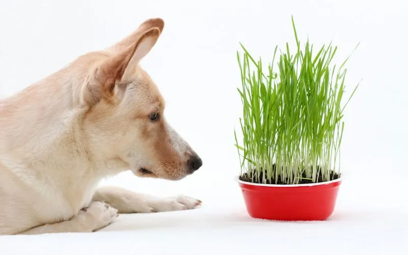 grass eater