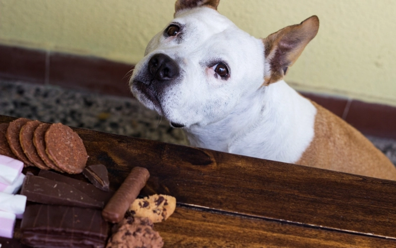 Can Dogs Develop Diabetes from Sugar?