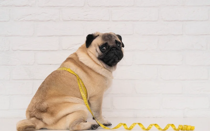 What is the recommended diet for an obese dog?
