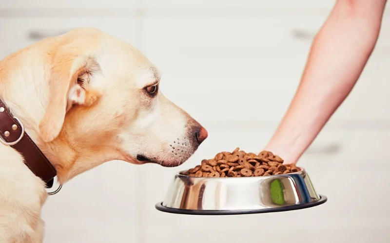 Does Dry Dog Food Contain Harmful Additives?