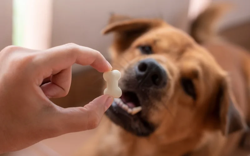 How Many Treats Should I Give My Dog